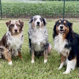 Australian Shepherds from Muckalee Lane Aussies
