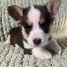 Twizzler - Black and tan male American Corgi puppy in Endeavor, Wisconsin from Mac-Kuz Kennels