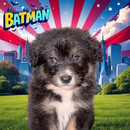 BATMAN-Black Tri Male - Black tri-color male Australian Shepherd puppy in Gainesville, Texas from Lady Luck Aussies