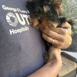 Honor - Black and tan male Yorkshire Terrier puppy in Stafford, Virginia from Chantailly Lace Yorkies