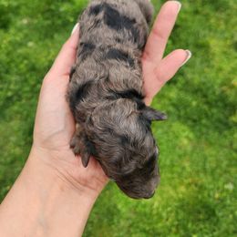Cavapoo and Poodle Puppies from Blue Meadow Puppies