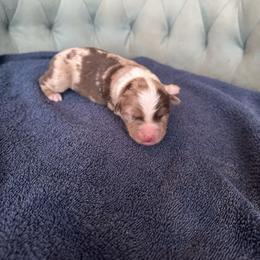 Boy 3 - Red merle male Australian Shepherd puppy in Bison, South Dakota from South Dakota Creekside Australian Shepherds