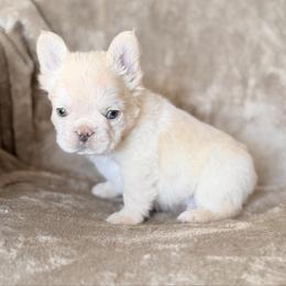 Fluffy Cocoa Cream Male - Cream male French Bulldog puppy in Harmony, North Carolina from Schuster Haus
