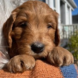Annie Oakley - Red  female Goldendoodle puppy in Idaho Springs, Colorado from Coppers Mountain Goldendoodles