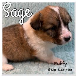 Sage( Fluffy, Bluie carrier) - Sable and white female American Corgi puppy in Scottown, Ohio from Wyndy Ridge Corgis