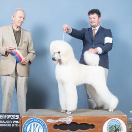 Poodles from Semper Poodelis
