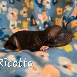 Ricotta - Black tan and white male American Hairless Terrier puppy in Hicksville, Ohio from Mapleleaf MAS & AHT