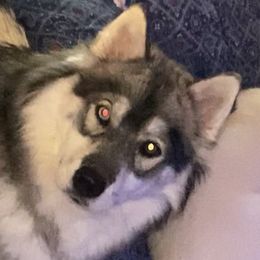 Gucci - Siberian Husky