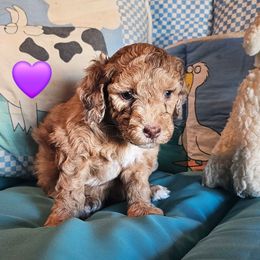 Star - Sable female Poodle puppy in Casa Grande, Arizona from Arizona's Once Upon A Boston and Poodle ❤️