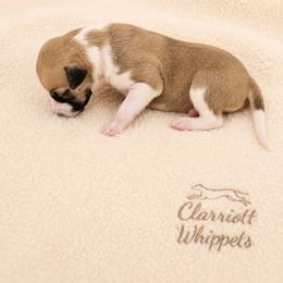 Girl 4 - Fawn female Whippet puppy in Kalamazoo, Michigan from Clarriott Whippets & Cavapoos