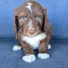 Violet - Brown and white female Aussiedoodle puppy in Prescott Valley, Arizona from Ramirez Family Doodles