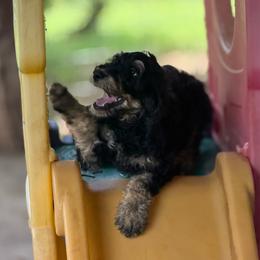 Mocha - Phantom female Bernedoodle puppy in Aubrey, Texas from Four Willows Farm