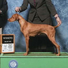 Reba - Vizsla