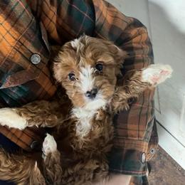 Rudy - Red male Cavapoo puppy in Los Angeles, California from Myles Barnum