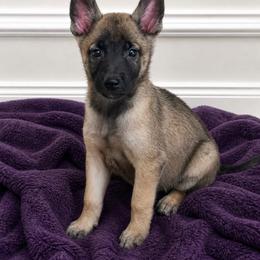 Amya - Fawn female Belgian Malinois puppy in Dallas, Texas from Kaizen von Ruach Malinois