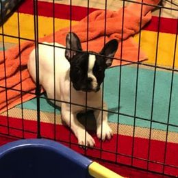 Bulldogs and French Bulldogs from Rocky Top Bulldogs