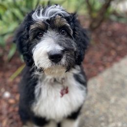 Aussiedoodles, Cavalier King Charles Spaniels, and Cavapoos from Carolina Doodles & Co.