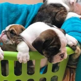 Bulldogs and French Bulldogs from Diamond Edge Bulldogs