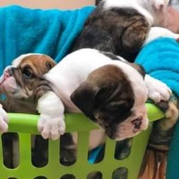 Bulldogs and French Bulldogs from Diamond Edge Bulldogs