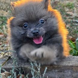 Bluey - Blue and tan male Pomeranian puppy in Fort Worth, Texas from Picture Perfect Poms