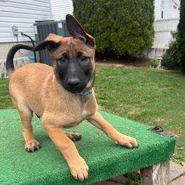 Grey collar - Fawn male Belgian Malinois puppy in Egg Harbor Township, New Jersey from Ever Loyal K9 Training