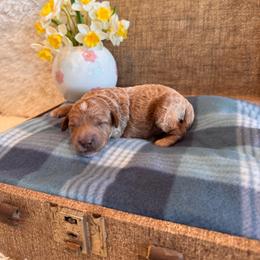 Boy 3 - Red  male Goldendoodle puppy in Bucyrus, Missouri from Hill Top Pomskies