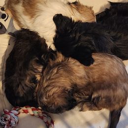 Shichon Puppies from Tri-County Kennels
