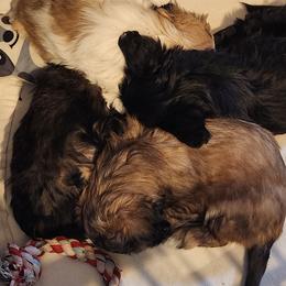 Shichon Puppies from Tri-County Kennels