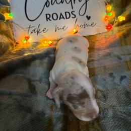 Rhett - Dapple male Dachshund puppy in Erie, Michigan from Champagne’s Grinch Toe’d Dachshunds