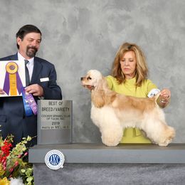 Chanel - Cocker Spaniel