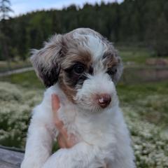 Black Girl - Brown female Whoodle puppy in Kalispell, Montana from Countryman Whoodles