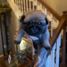 Stitch - Fawn male Pug puppy in Winter Haven, Florida from The Pugarazzi