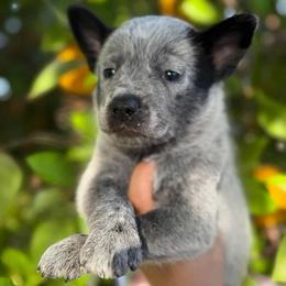 June (ASDR) - Blue speckled female Australian Cattle Dog puppy in Marana, Arizona from Impact 3rd Australian Cattle Dogs