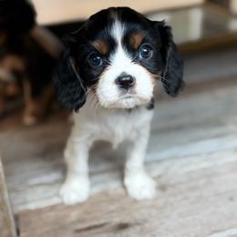 Beaumont - Tri-color male Cavalier King Charles Spaniel puppy in Draper, Utah from Peaks Pups — Exceptional by Nature. Raised with Purpose.