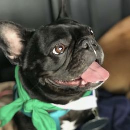 Willow - French Bulldog