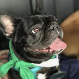 Willow - French Bulldog