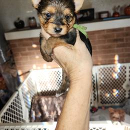 Green Collar - Black and tan male Yorkshire Terrier puppy in Sidney, Ohio from Little Yorkie World
