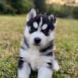 Encore - Black and white male Siberian Husky puppy in Virginia from Pride Rock Siberians