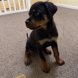 Whiskey - Black and mahogany male Rottweiler puppy in Jeffersonville, Indiana from Rottweiler von knight enterprise