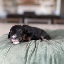 Magenta Collar - Tri-color female Bernedoodle puppy in Indiahoma, Oklahoma from Farm Fresh Doodles