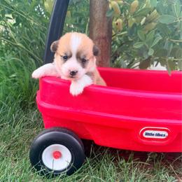 Etta - Red female Pembroke Welsh Corgi puppy in Rose, Nebraska from Clearsky Corgis