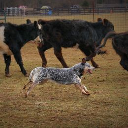 Australian Cattle Dogs from Jedda ACDs