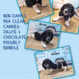 Blade  1600 - Black male Dachshund puppy in Grove, Oklahoma from Dachs on the lake