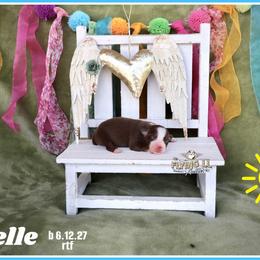 Brielle - Red tri female Miniature Australian Shepherd puppy in Madisonville, Texas from Flying LL Aussies