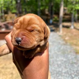 Ember - Yellow female Labrador Retriever puppy in Carthage, North Carolina from Wicked Pines Retrievers