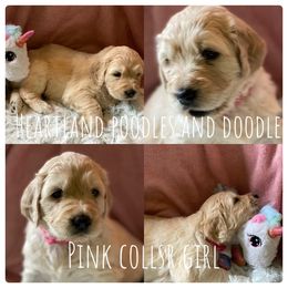 Goldendoodle Puppies from Heartland Poodles and Doodles