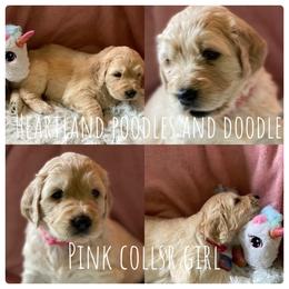 Goldendoodle Puppies from Heartland Poodles and Doodles