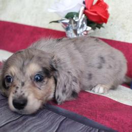 Sherwin - Dapple male Dachshund puppy in Pace, Florida from Shoebox Doxie’s