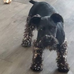 Miniature Schnauzer Puppies from Beyond Blessed Pawz