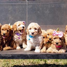 Aussiedoodle and Goldendoodle Puppies from Ever After Doodles Arizona